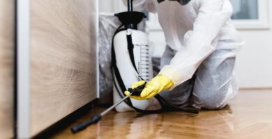 Reparación de los daños causados por los insectos en su hogar